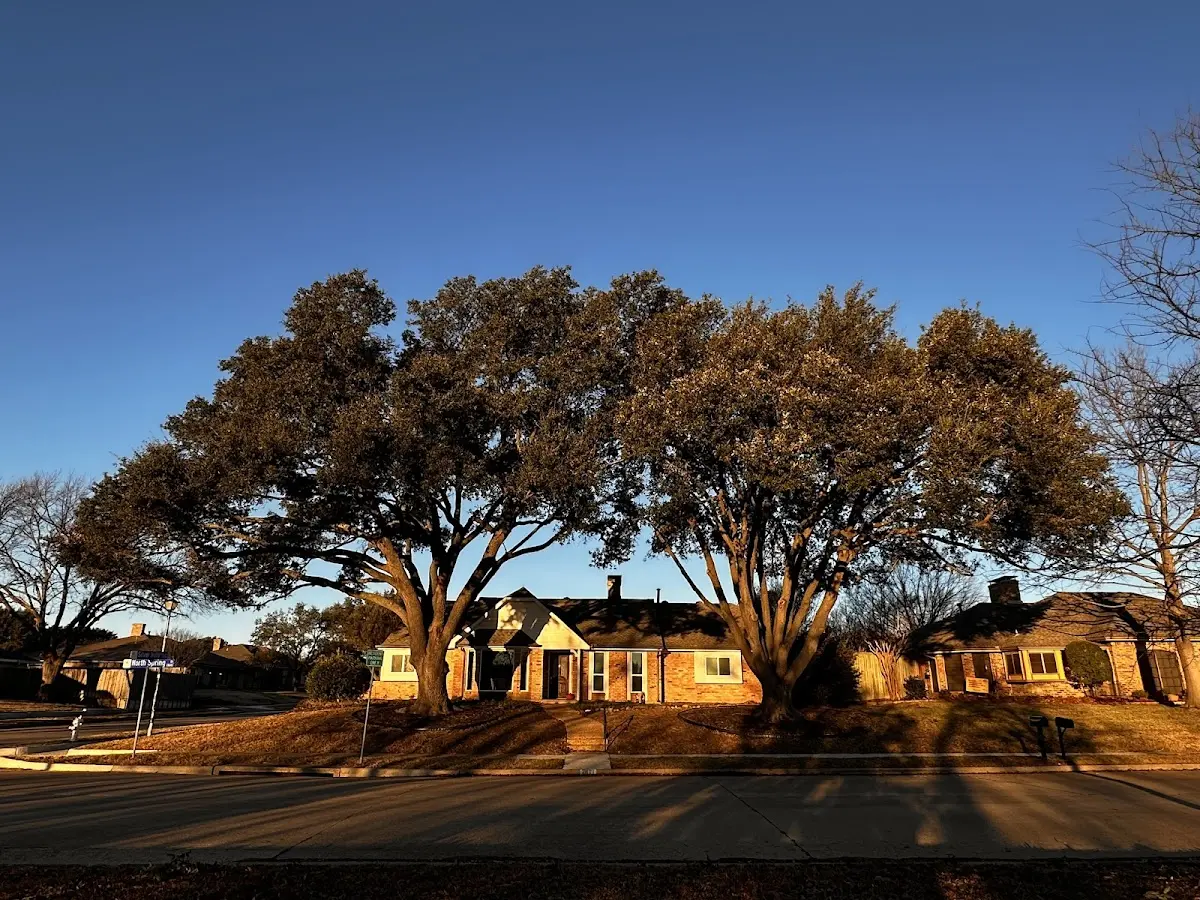 Established residential canopy tree shading a home in Haines City